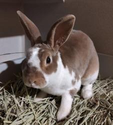 Shelter Stray Male Rabbit last seen NE Fourth Plain Blvd & NE Coxley Dr., VANCOUVER, WA, 98662, 1100 NE 192nd Ave, Vancouver, WA 98684, USA