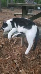 Reunited Male Cat last seen Cypress Creek, Pinetops, Edgecombe County, NC 27864