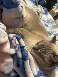 Reunited Male Cat last seen Beacon woods neighborhood, Hudson, FL 34667