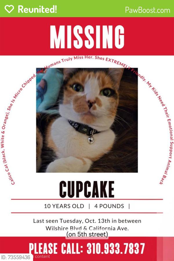 Reunited Female Cat last seen Between Wilshire Blvd & California Ave. Across from shake shack, Santa Monica, CA 90403