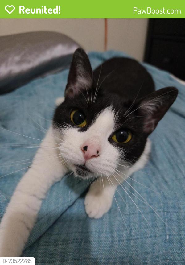 Reunited Female Cat last seen Quintard Terrace, Stamford, CT 06902, USA, Stamford, CT 06902