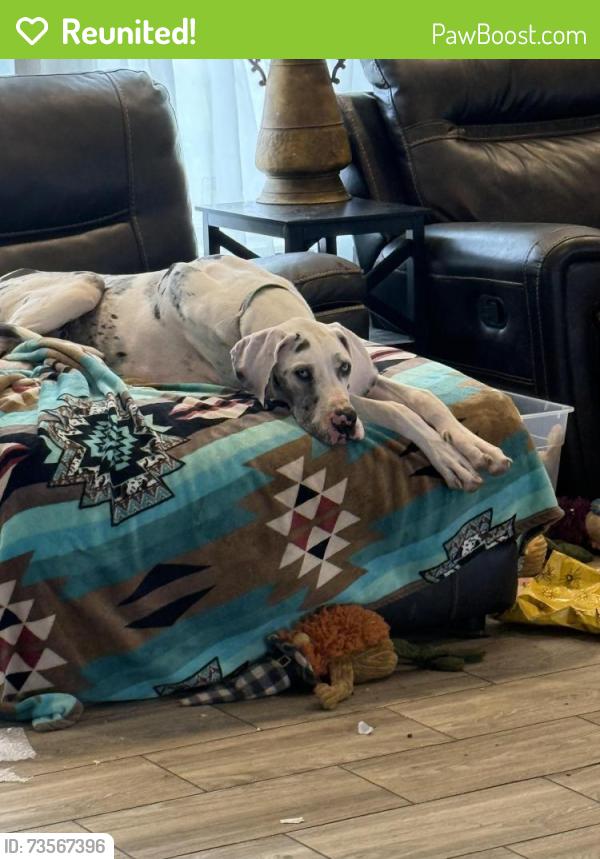 Reunited Female Dog last seen CR 6000 & FM 2378, Lubbock, TX 79407