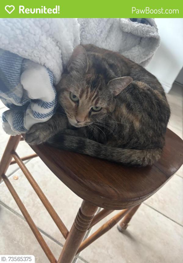 Reunited Female Cat last seen Near jewelry st, Waterbury, CT 06706