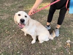 Found/Stray Female Dog last seen Congress & Ponder Street, Denton, TX 76201