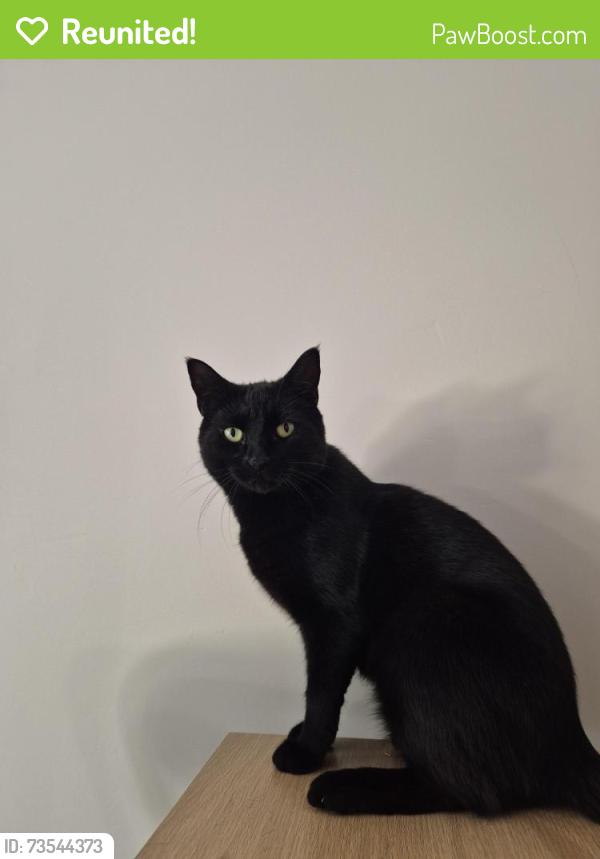 Reunited Male Cat last seen Old dairy court, emerald road, Katherine Drive, Evelyn RoadE, Central Bedfordshire, England LU5 4SQ