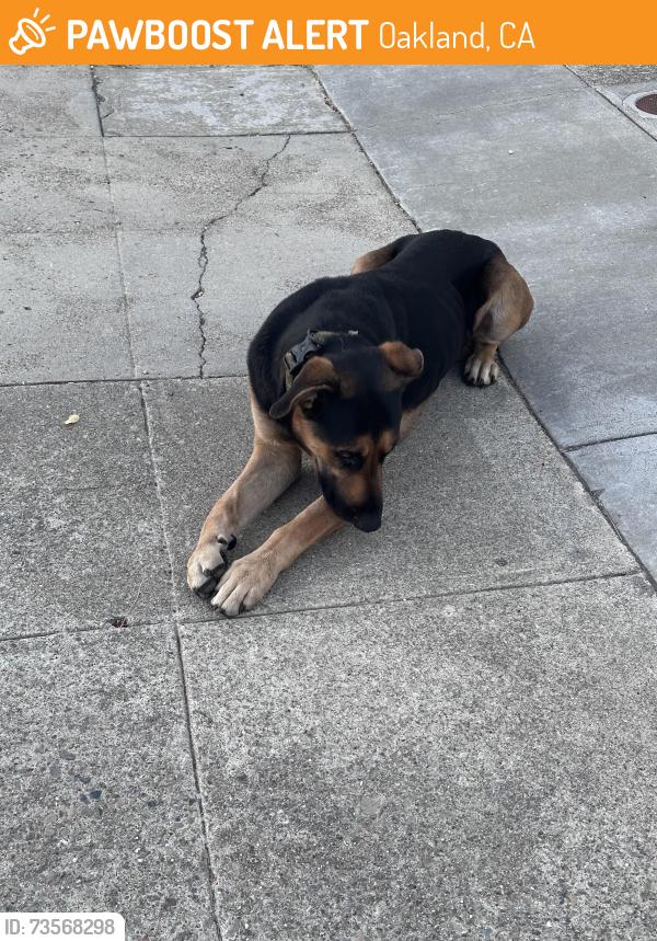 Found/Stray Male Dog last seen Brookdale and High, Oakland, CA 94601