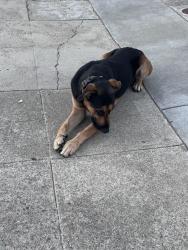 Found/Stray Male Dog last seen Brookdale and High, Oakland, CA 94601