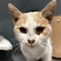 Shelter Stray Female Cat last seen , 4500 N Access Rd, Chattanooga, TN 37415, USA