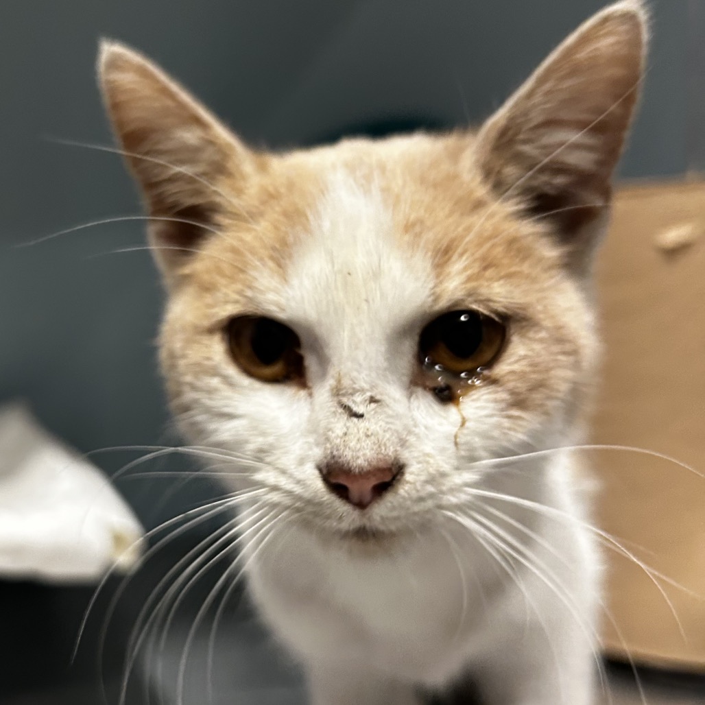 Shelter Stray Female Cat last seen , 4500 N Access Rd, Chattanooga, TN 37415, USA