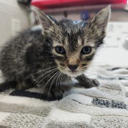 Shelter Stray Male Cat last seen , 3607 N Armenia Ave, Tampa, FL 33607, USA