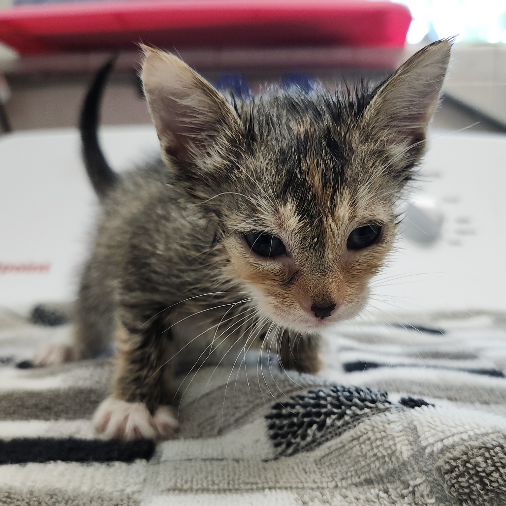 Shelter Stray Female Cat last seen , 3607 N Armenia Ave, Tampa, FL 33607, USA