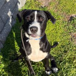Shelter Stray Male Dog last seen , 3607 N Armenia Ave, Tampa, FL 33607, USA
