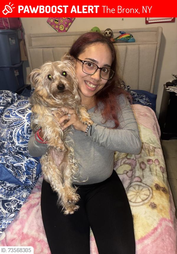Lost Male Dog last seen 182-183 street, The Bronx, NY 10457