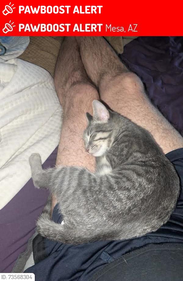 Lost Female Cat last seen 80th st and university, Maricopa County, AZ 85207