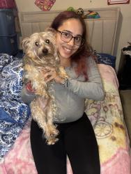 Lost Male Dog last seen 182-183 street, The Bronx, NY 10457