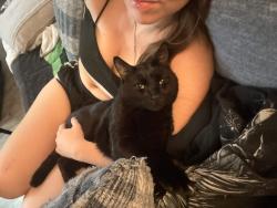 Lost Male Cat last seen Park Row And fox lake drive, Houston, TX 77084