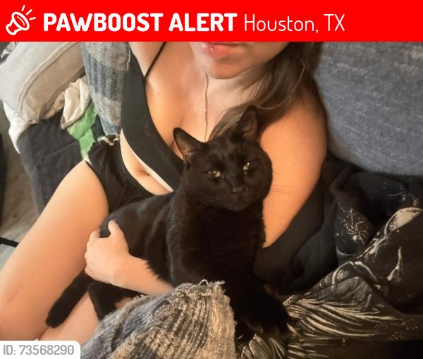 Lost Male Cat last seen Park Row And fox lake drive, Houston, TX 77084