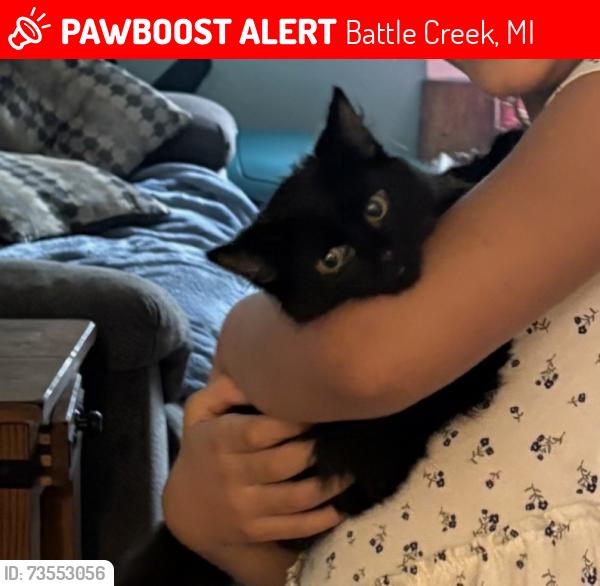 Lost Female Cat last seen Territorial & Terrace Ave, Battle Creek, MI 49015