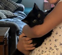 Lost Female Cat last seen Territorial & Terrace Ave, Battle Creek, MI 49015