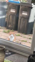 Reunited Unknown Cat last seen Whaddon way back garden, Bletchley, England 