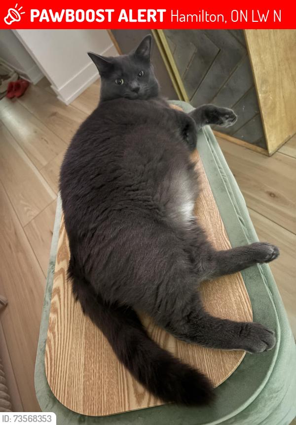 Lost Male Cat last seen Good life stone church, Hamilton, ON L8W 1N3