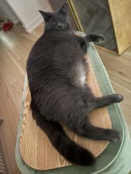 Lost Male Cat last seen Good life stone church, Hamilton, ON L8W 1N3