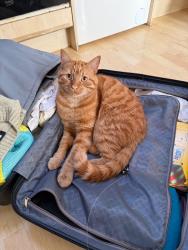 Reunited Male Cat last seen Granville Road and Chandos Road, Royal Tunbridge Wells, England TN1 2NY