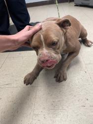 Shelter Stray Female Dog last seen E Los Felis Ave, Stockton, CA 95210, USA, 1575 S Lincoln St, Stockton, CA 95206, USA