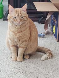 Lost Male Cat last seen Pineview Dr, Whitehall, OH 43213