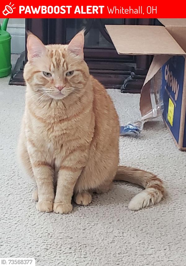 Lost Male Cat last seen Pineview Dr, Whitehall, OH 43213