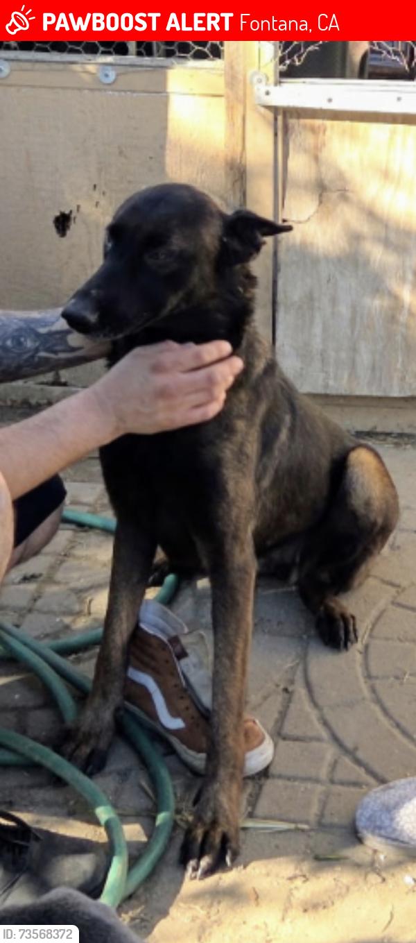 Lost Female Dog last seen cherry ave?, Fontana, CA 92335