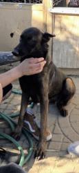 Lost Female Dog last seen cherry ave?, Fontana, CA 92335