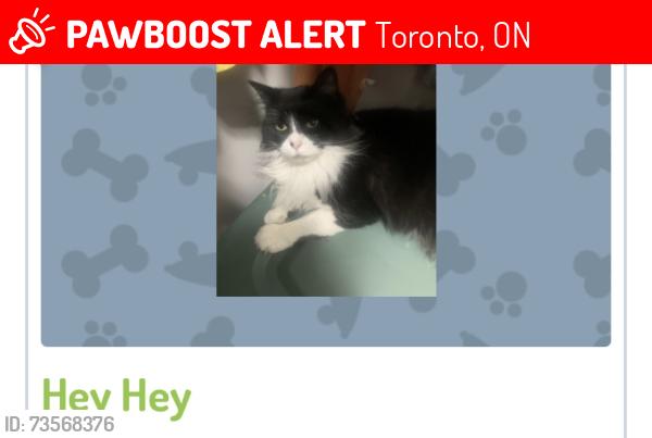 Lost Female Cat last seen Spencer avenue where the park is, Toronto, ON 