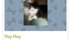 Lost Female Cat last seen Spencer avenue where the park is, Toronto, ON 