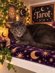 Shelter Stray Male Cat last seen , 5302 Stone St, Chattanooga, TN 37412, USA