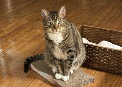 Reunited Male Cat last seen Near jackson street brooklyn, NY 11211, Brooklyn, NY 11211