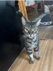 Lost Male Cat last seen apple and franklin lackawanna ny, Lackawanna, NY 14218
