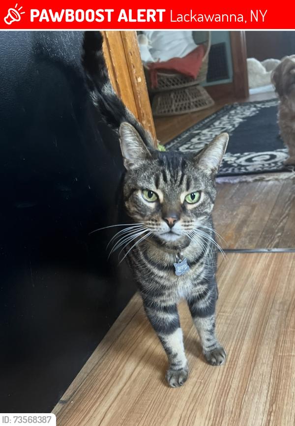 Lost Male Cat last seen apple and franklin lackawanna ny, Lackawanna, NY 14218