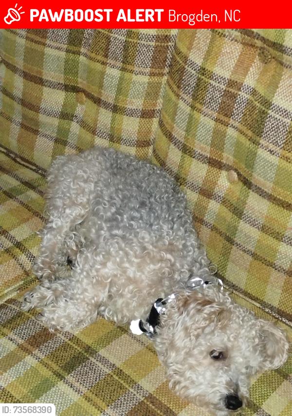 Lost Male Dog last seen Old Mount Olive Rd, Brogden, NC 28333