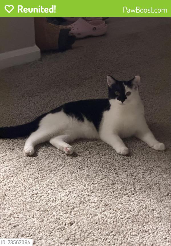 Reunited Female Cat last seen Grande Oasis at Carrollwood, Tampa, FL 33614