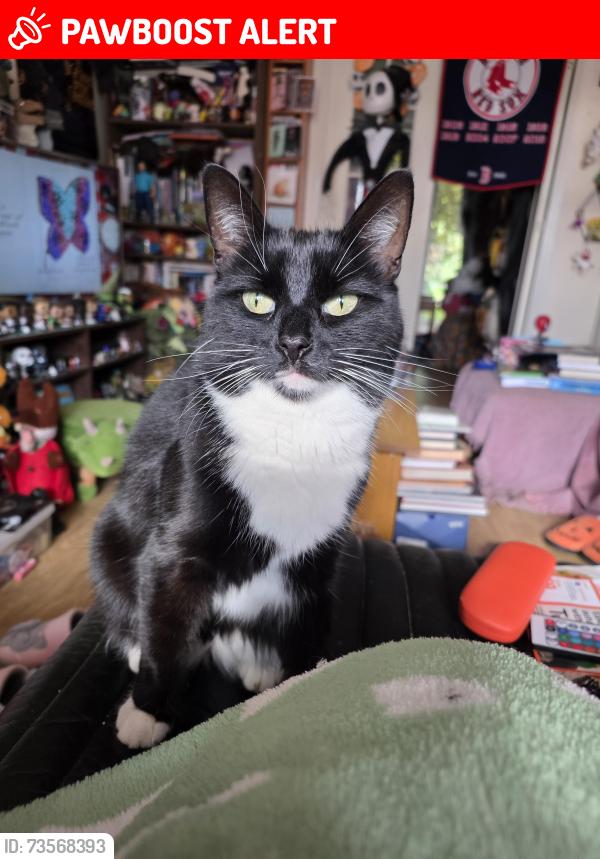 Lost Female Cat last seen Masefield Drive, Keats Close, Civray Avenue, Norfolk, England PE38 9TS