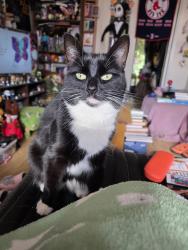 Lost Female Cat last seen Masefield Drive, Keats Close, Civray Avenue, Norfolk, England PE38 9TS