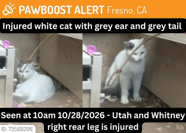 Found/Stray Unknown Cat last seen Near E Utah Ave, Fresno, CA 93720