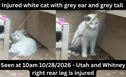Found/Stray Unknown Cat last seen Near E Utah Ave, Fresno, CA 93720