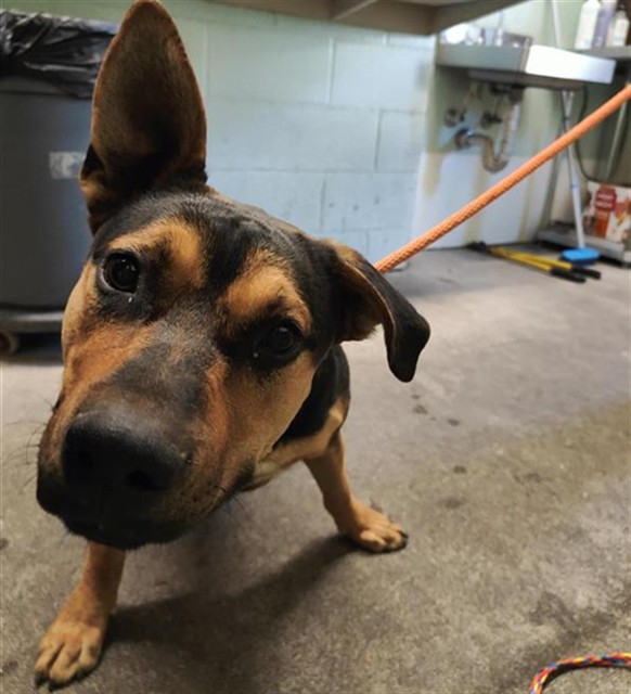 Shelter Stray Female Dog last seen 16TH AVE & 24TH ST, 2127 Front St, Sacramento, CA 95818, USA