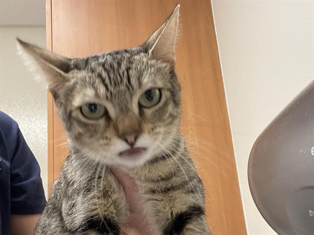 Shelter Stray Female Cat last seen , 11232 B Ave, Auburn, CA 95603, USA