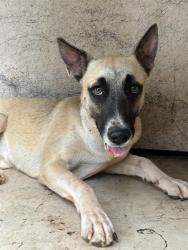 Shelter Stray Female Dog last seen Near BLOCK S BRYANT AVE, OKLAHOMA CITY OK 73129, 2811 SE 29th St, Oklahoma City, OK 73129, USA