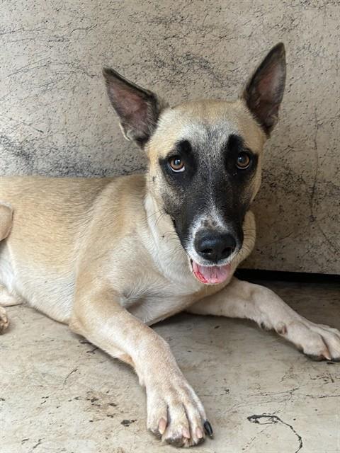 Shelter Stray Female Dog last seen Near BLOCK S BRYANT AVE, OKLAHOMA CITY OK 73129, 2811 SE 29th St, Oklahoma City, OK 73129, USA