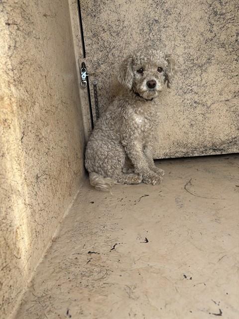 Shelter Stray Female Dog last seen S BYERS AVE / SE 47TH ST, 2811 SE 29th St, Oklahoma City, OK 73129, USA