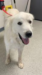 Shelter Stray Male Dog last seen Near BLOCK ROAD 140, VISALIA, Visalia, CA 93292, USA